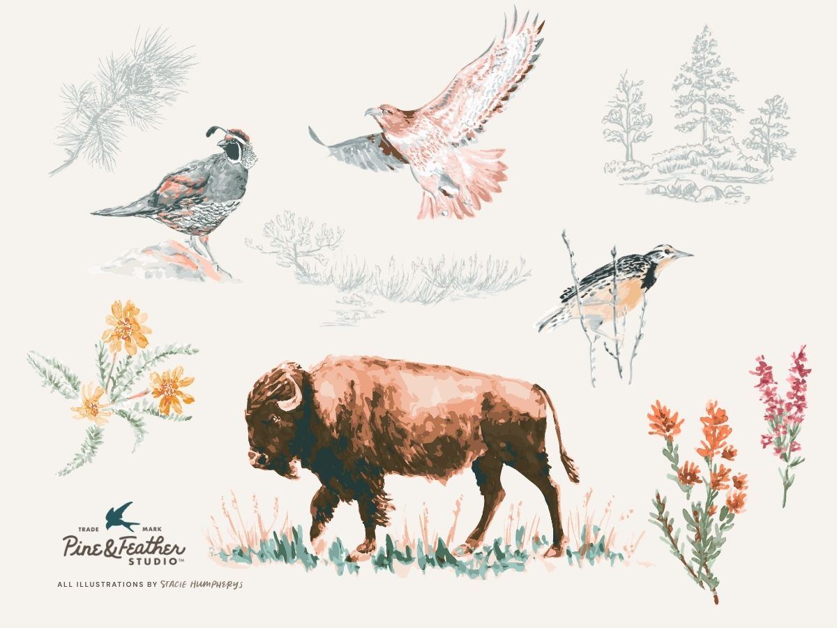 Illustrations of a bison, birds, and nature elements by artist Stacie Humpherys on a white background with 'Pine + Feather Studio' branding.